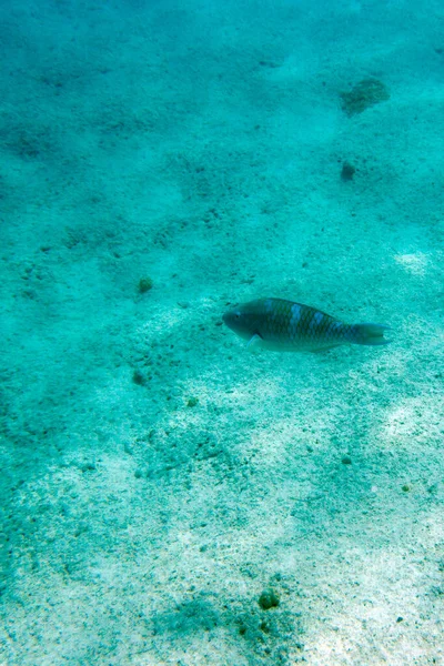 Pemandangan Ikan Tropis Ouvea Kaledonia Baru — Stok Foto