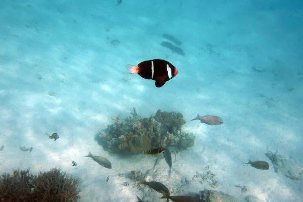 Vista Peixes Tropicais Ouvea Nova Caledônia — Fotografia de Stock