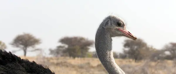 Ein Porträt Eines Straußenvogels Namibia — Stockfoto