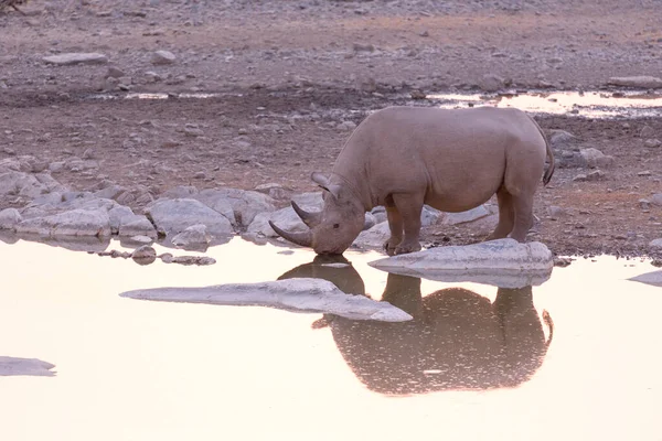 Photo Black Rhino Namibia — Stock Photo, Image