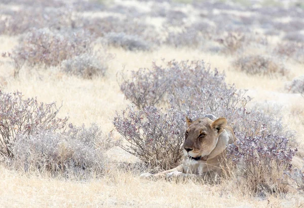 Leão Fêmea Com Colar Rádio Namíbia — Fotografia de Stock