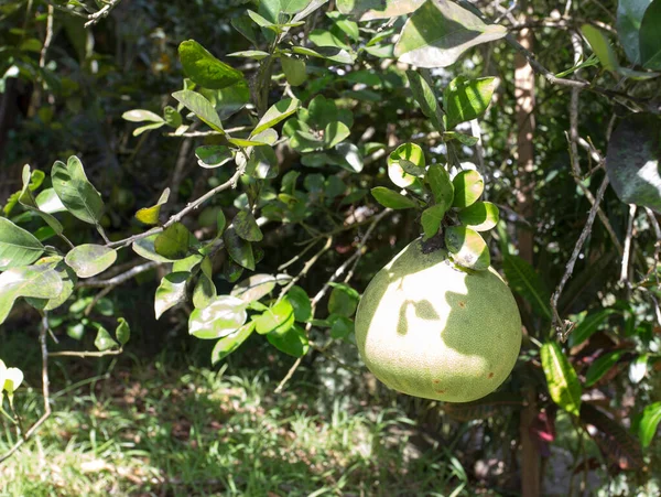 Uma Foto Árvore Citrus Grandis Seychelles — Fotografia de Stock