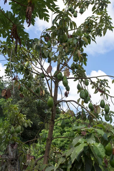 Seyşeller Deki Bir Mango Ağacının Fotoğrafı — Stok fotoğraf