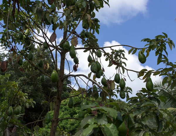 Seyşeller Deki Bir Mango Ağacının Fotoğrafı — Stok fotoğraf