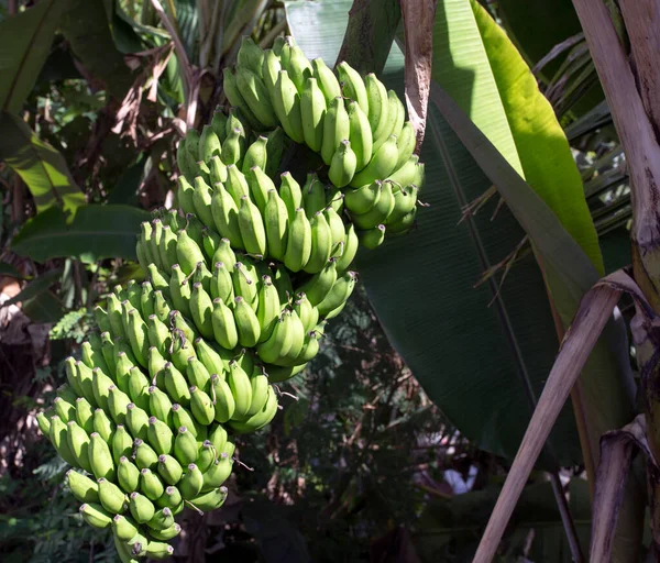 Foto Uma Fábrica Banana Seychelles — Fotografia de Stock