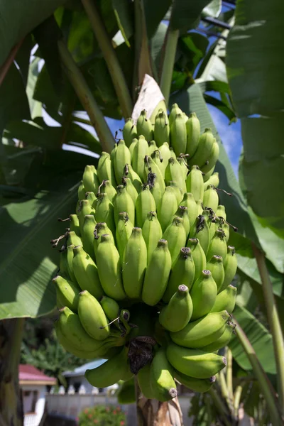 Foto Uma Fábrica Banana Seychelles — Fotografia de Stock