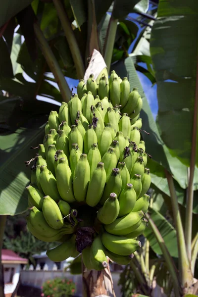 Foto Uma Fábrica Banana Seychelles — Fotografia de Stock