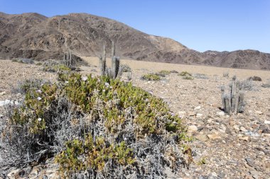 Pan de Azucar Ulusal Parkı 'nda yürüyüş, Şili