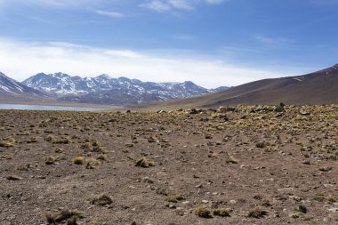 Şili 'nin kuzeyindeki Miscanti Gölü manzarası