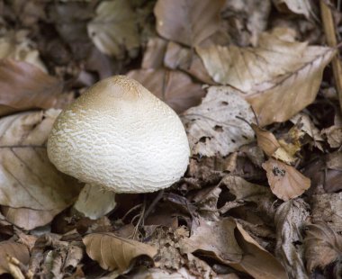 İtalya ormanlarında pek çok mantar türü bulunur.