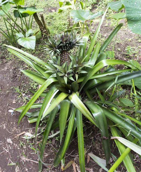 Foto Planta Piña Con Frutas Indonesia — Foto de Stock