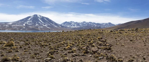 Şili Nin Kuzeyindeki Miscanti Gölü Manzarası — Stok fotoğraf