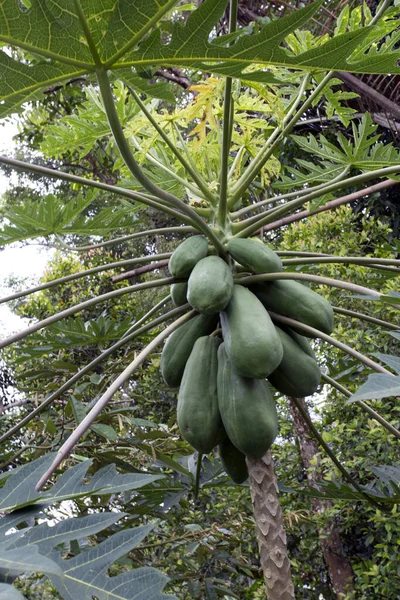 Uma Foto Uma Planta Mamão Indonésia — Fotografia de Stock