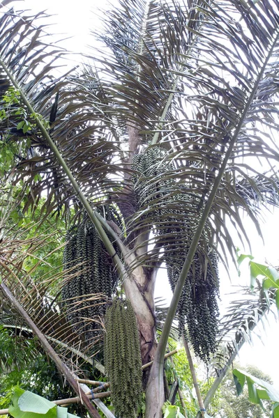 Sulawesi Endonezya Şeker Palmiyesinin Bir Fotoğrafı — Stok fotoğraf