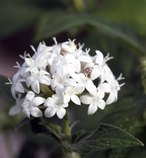 ニューカレドニアの白い花の背景 — ストック写真