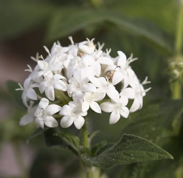 Vit Blomma Bakgrund Nya Kaledonien — Stockfoto