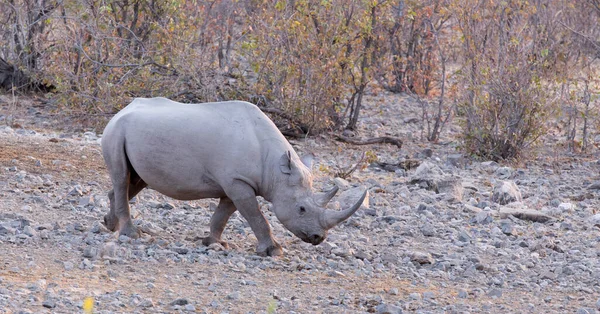 Ein Spitzmaulnashorn Wasserloch Namibia — Stockfoto