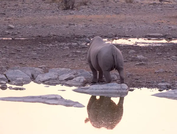 Ein Spitzmaulnashorn Wasserloch Namibia — Stockfoto