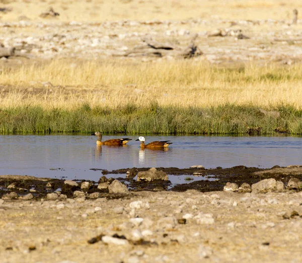 Några Ankor Vatten Namibia — Stockfoto