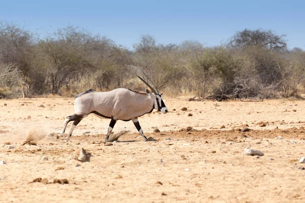 Foto Oryx Parque Namibia —  Fotos de Stock