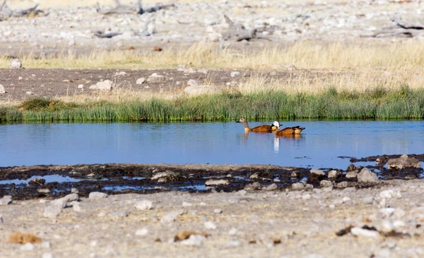 纳米比亚一对夫妇在水里的鸭子 — 图库照片