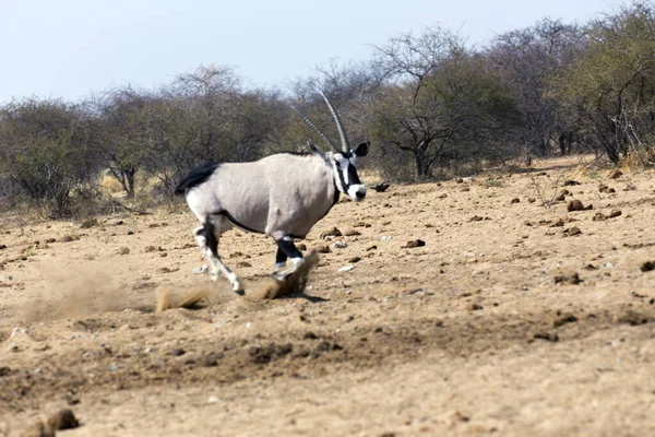Foto Oryx Parque Namibia —  Fotos de Stock