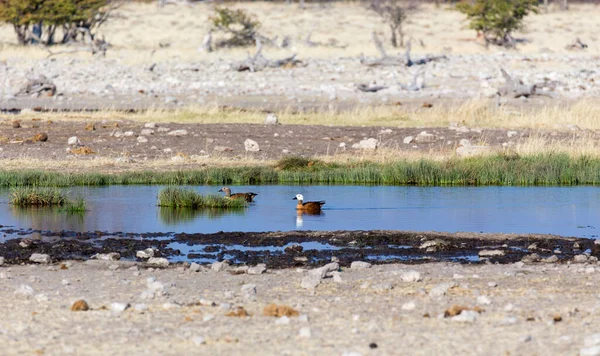 Két Kacsa Vízben Namíbia — Stock Fotó