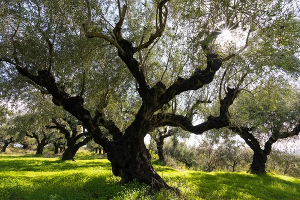 Campo di olivi — Foto Stock