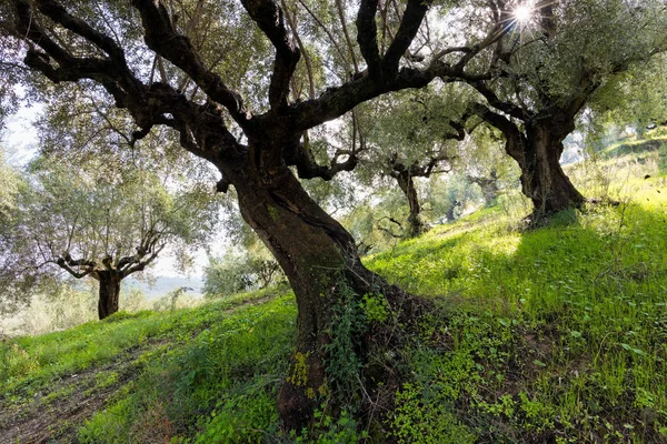 Campo di olivi — Foto Stock