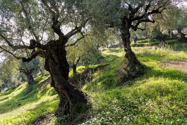 Pole drzew oliwnych — Zdjęcie stockowe