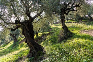 Yunanistan 'da zeytin ağaçları