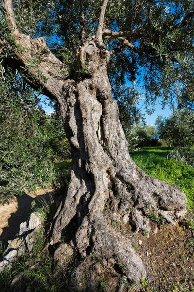 Vecchio ulivo — Foto Stock