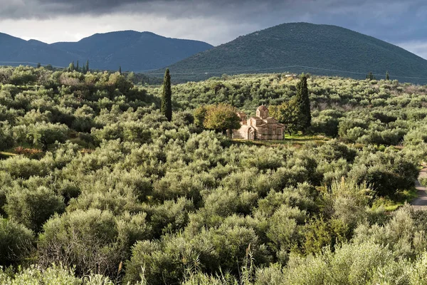 ギリシャでオリーブの木のある風景します。 — ストック写真