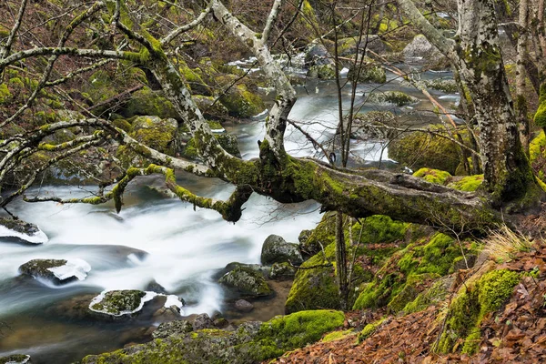 Moss Covered Tree Rocks Stream Devinska River Bulgaria Winter — Stock Photo, Image