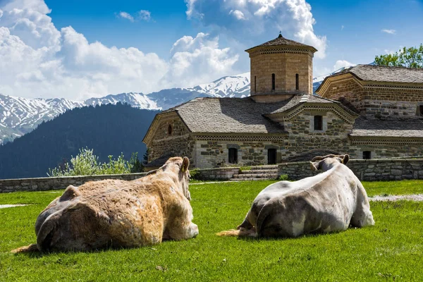 Old Stone Church Two Cows Laying Grass Pirra Village Pindus — Stock Photo, Image