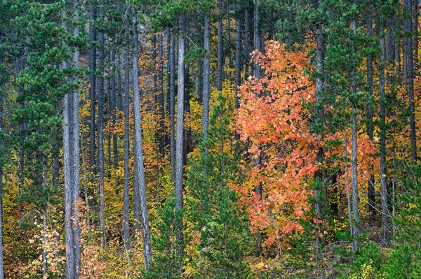 Herbstlaub — Stockfoto