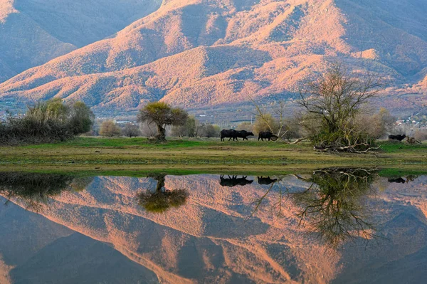 Jezero Kerkini v Řecku — Stock fotografie