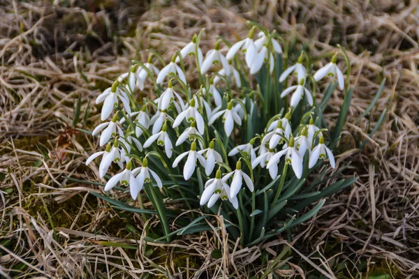 Snowdrop group on the meadow — Stock Photo, Image