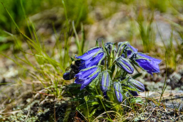 Blue bell flower with bee — Stock Photo, Image