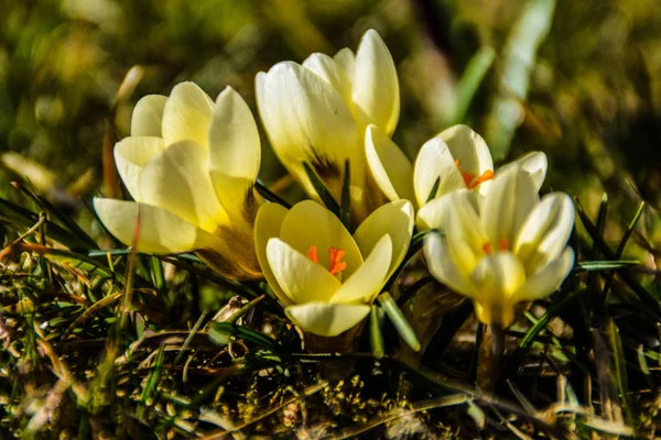 Group of yellow saffron — Stock Photo, Image