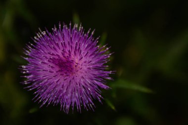 Mor çiçek Thistle