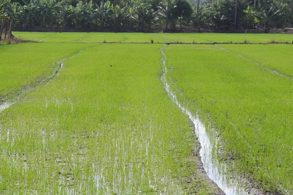 Campo di riso verde . — Foto Stock