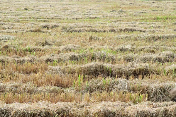 The fields after harvest finished just about wheel track. Brown