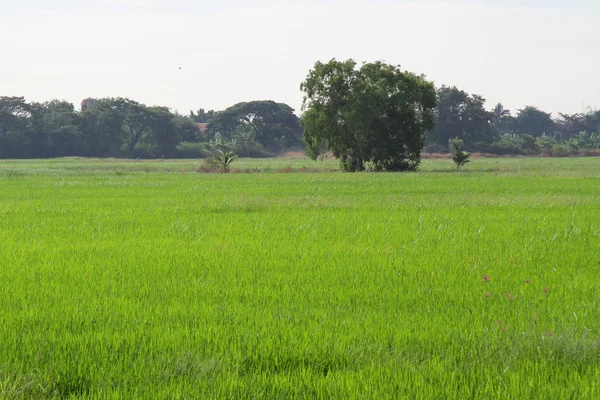 Árbol de paisaje en el campo bajo el cielo blanco —  Fotos de Stock