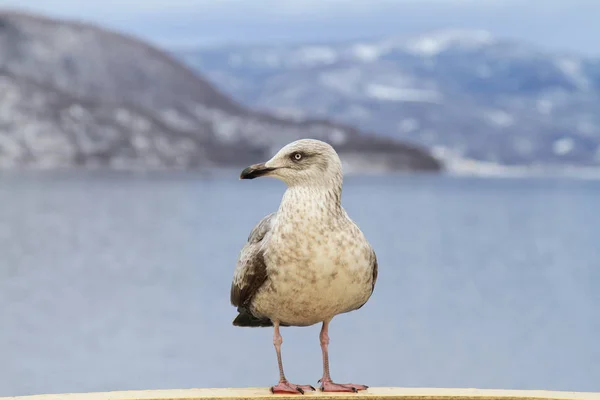 Seagull  perching on cruise ship in hokkaido