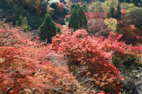 Изменение цвета листьев в Осаке в Японии — стоковое фото