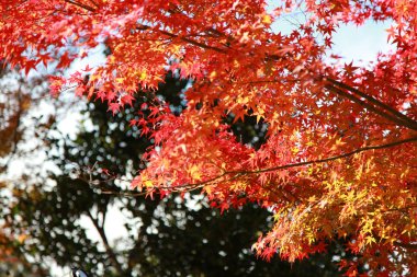 Bir sonbahar sezonu kyoto, Japonya