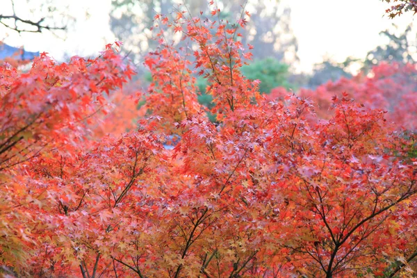 Изменение цвета листьев в храме тофукудзи в Киото в Японии — стоковое фото