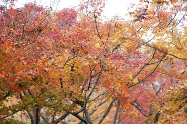 Tofukuji Tapınağı'nda Japonya'nın kyoto yaprakları renk değişikliği