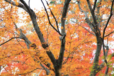 Tofukuji Tapınağı'nda Japonya'nın kyoto yaprakları renk değişikliği